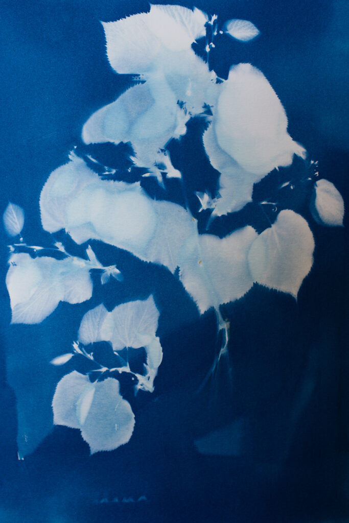 cyanotype Cyanotyep : feuilles de tilleul