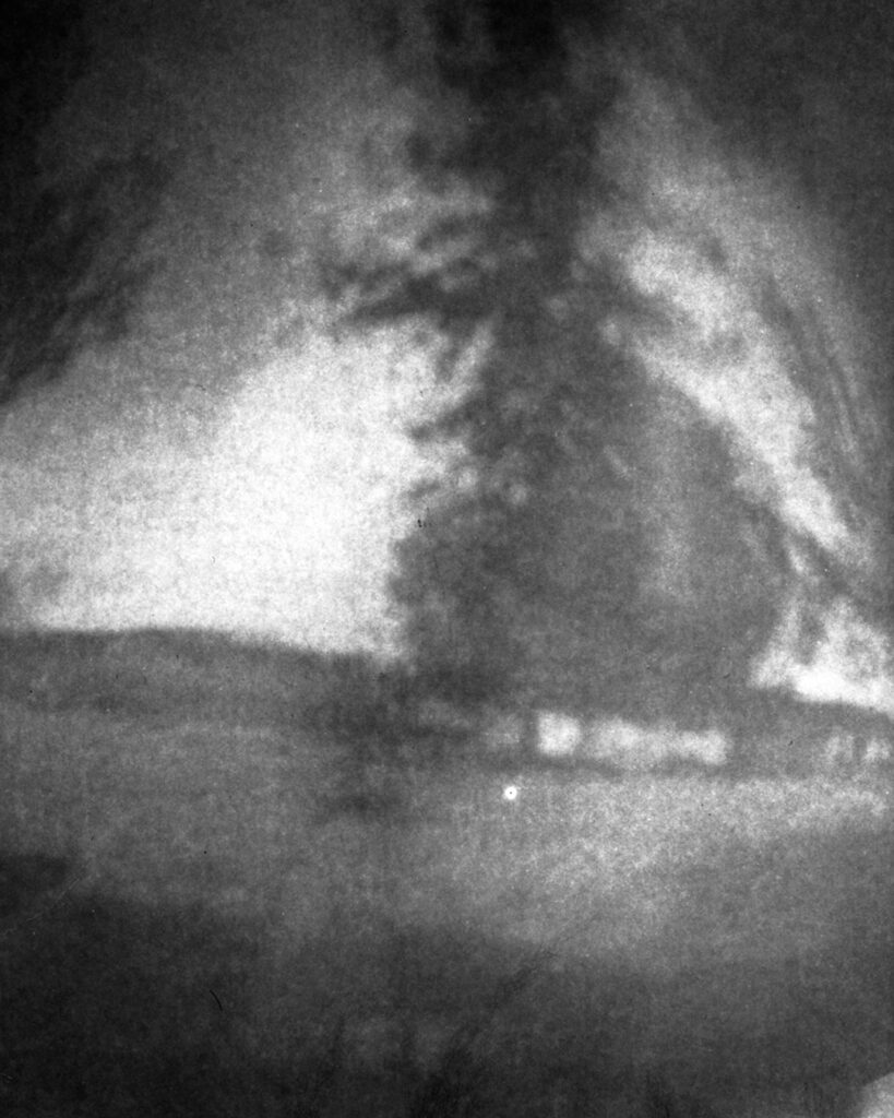 stenope_arbre